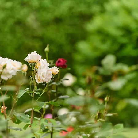 Al Meri Daire Travnik